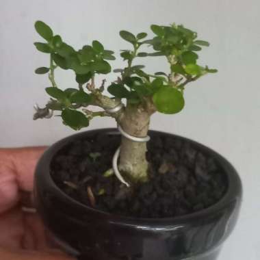 bonsai sancang mini Multicolor