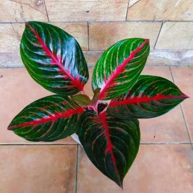 aglonema red borju dewasa daun 7-8-9++ Multicolor