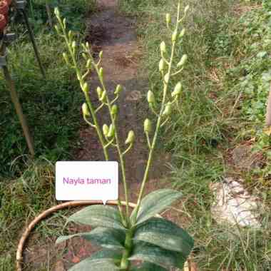 anggrek dendrobium jumbo sudah berbunga Multicolor