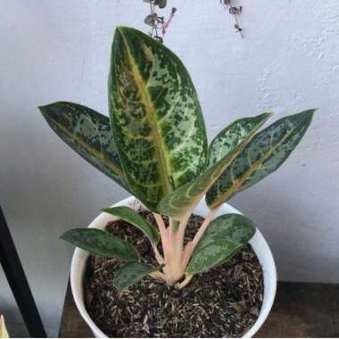 aglonema gajah mada Multicolor