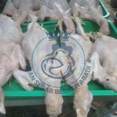AYAM POTONG SEGAR (bukan frozen) 800gr/1,5kg FREE DI BERSIHKAN 900gr