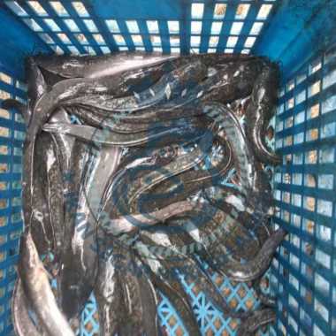 IKAN LELE SEGAR (Bukan Frozen) 500gr/1kg FREE DIBERSIHKAN 500gr