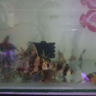 ikan CHF chinese high fin besar Multicolor