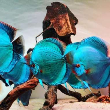 discus blue cobalt 2CM x blue daimon paket50ekor/ IKAN HIAS AIR TAWAR Multicolor