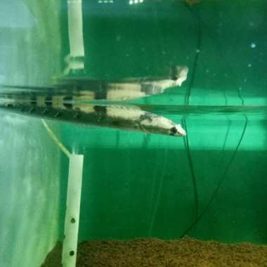 channa aurolineatus 20 cm Multicolor