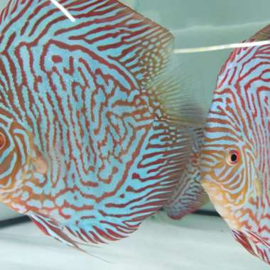 Ikan Discus Tiger HB Size 5 inch Multicolor