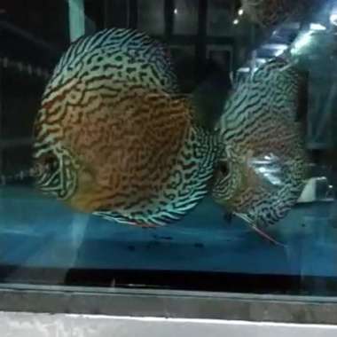 Discus Leopard Multicolor