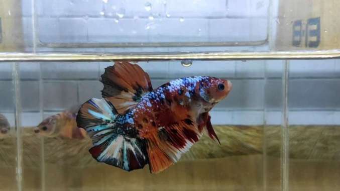 Ikan Cupang Giant GRADE ONLY BO 5 UP Pesanan Khusus Om Ridho 3 Ekor Multicolor