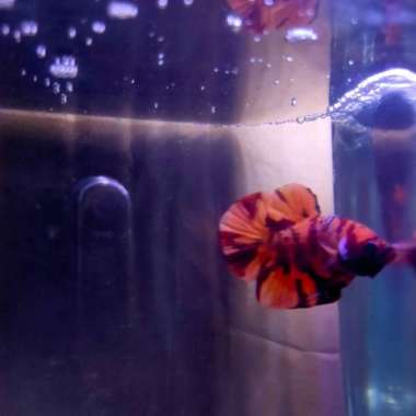 cupang giant plakat nemo galaxy leopard grade Multicolor