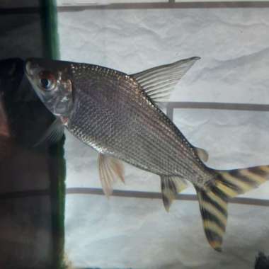 yellow feifeng 15-18 cm Multicolor