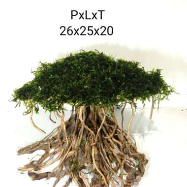bonsai pohon bonsai aquascape tipe beringin Multicolor