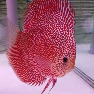 discus leopard snake skin 2 inch Multicolor