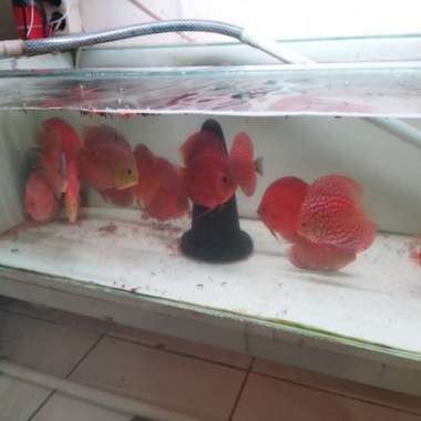 ikan discus leopard snake skin 4 in Multicolor