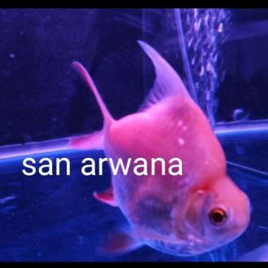 ikan Kaviat king short body kapiat king sb Multicolor