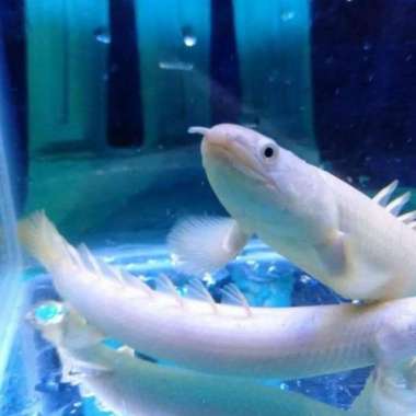 ikan palmas leucistic Multicolor