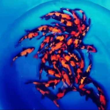 bibit koi grade A jenis hi utsuri size 23-25cm Multicolor