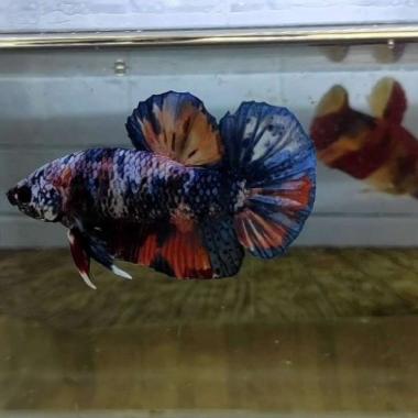 Ikan Cupang Giant GRADE ONLY Male Pesanan Khusus Jakarta via Whatsapp Multicolor