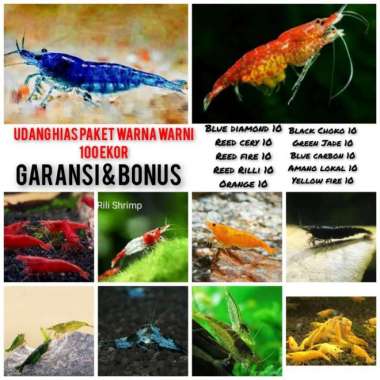 udang hias paket warna warni indukan pembersih algae Multicolor