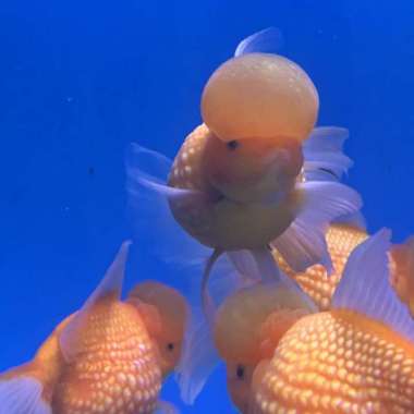 Ikan Hias Mas Koki Mutiara Jambul Crown Pearlscale China Multicolor