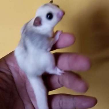 sugar glider platmoz joey Varian Based Information