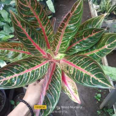 Aglonema Red Sumatra Besar Multicolor
