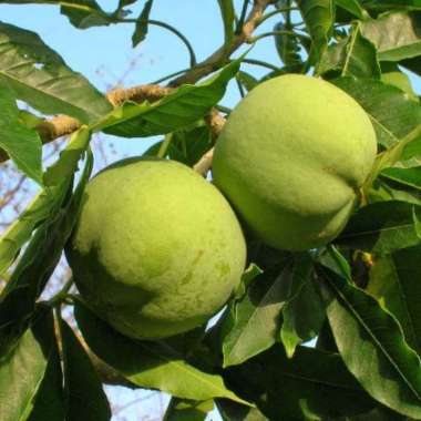 Tanaman Buah White Sapote