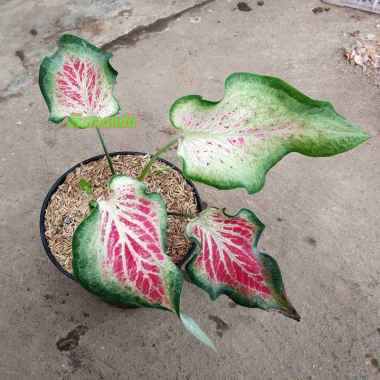 Tanaman Hias Daun Keladi Wayang