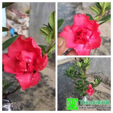 Tanaman Hias Bunga Azalea Merah Tumpuk