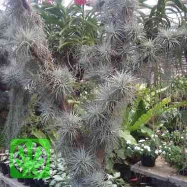 Tanaman Hias Daun Tillandsia Stricta