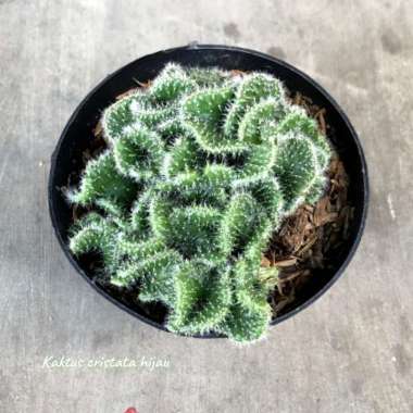 Tanaman Hias Daun Kaktus Cristata Hijau