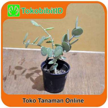 Tanaman Hias Daun Silver Dollar Vine