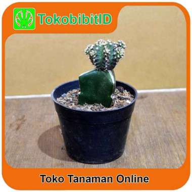 Tanaman Hias Daun Kaktus Gymnocalycium Green
