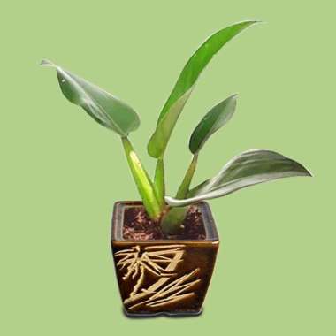 Tanaman Hias Daun Philo Katak