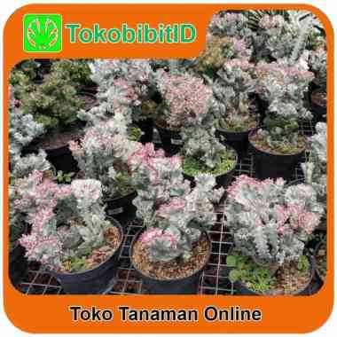 Tanaman Hias Daun Kaktus Euphorbia Lactea Variegata Cristata / BIG SIZE