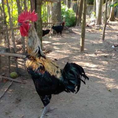 Ayam Pelung Jumbo - Ayam Pelung Asli Cianjur - Ayam Pelung DOC Multivariasi