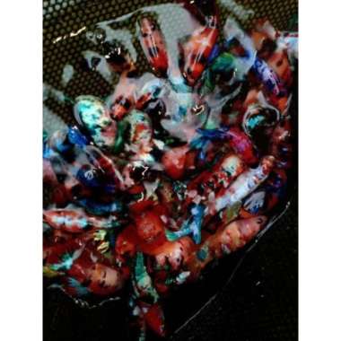 cupang baby giant koi galaxy, multycolor, gold, cooper, candy Multivariasi