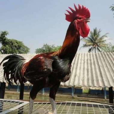 Jago Pacek Ayam Pelung Jumbo Kokok Asli Original Tukang Kawin