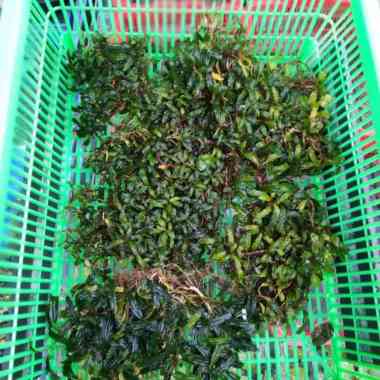 GROSIR BUCEPHALANDRA MINI / KECIL