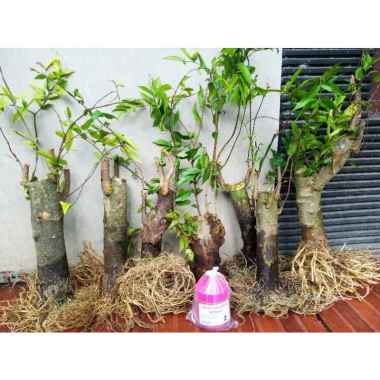 bahan bonsai jumbo berakar anting putri (bonus vitamin B1100ml)