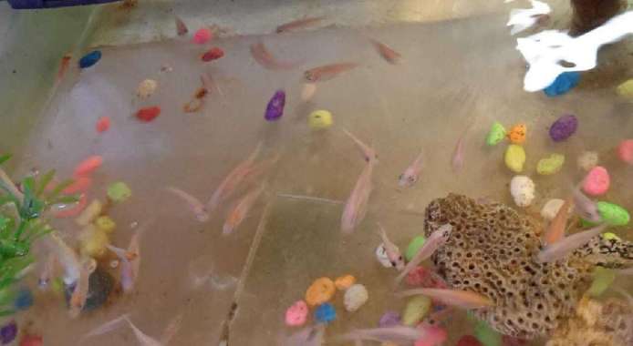 Anak Ikan Nila Sehat | Anak Nila |Bayi Ikan Nila | Bibit Ikan Nila