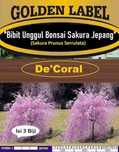 Bibit Bonsai Sakura Jepang Prunus Serrulata|Benih Bonsai Prunus