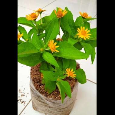 Tanaman Hias Bunga Matahari Mini Melampodium|Bunga Matahari Mini
