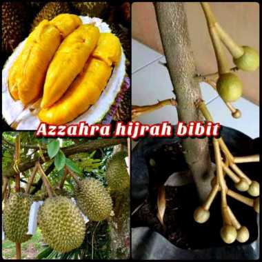 Azzahra hijrah bibit tanaman buah durian Montong super