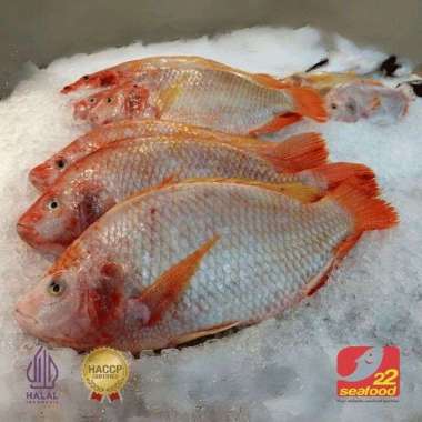 Ikan Nila Merah WGGS / Bersih Tanpa Sisik Dan Jeroan / 22 Seafood
