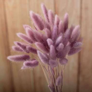 Better Home Bunga Kering Bunny Tail Bouquet Dried Flower Lagurus (ECER) EMYEA 1 Taro Purple