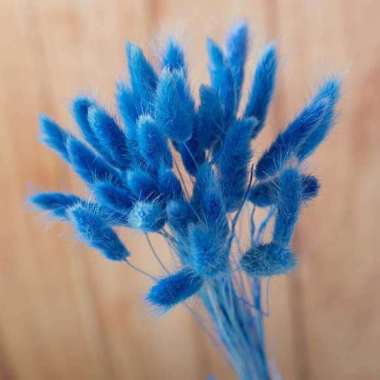 Better Home Bunga Kering Bunny Tail Bouquet Dried Flower Lagurus (ECER) EMYEA 1 Sapphire Blue