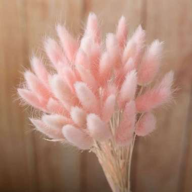 Better Home Bunga Kering Bunny Tail Bouquet Dried Flower Lagurus (ECER) EMYEA 1 Deep Pink
