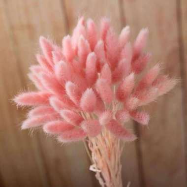 Better Home Bunga Kering Bunny Tail Bouquet Dried Flower Lagurus (ECER) EMYEA 1 Dark Pink