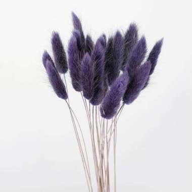 Better Home Bunga Kering Bunny Tail Bouquet Dried Flower Lagurus (ECER) EMYEA 1 Grey Purple