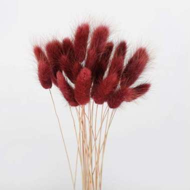 Better Home Bunga Kering Bunny Tail Bouquet Dried Flower Lagurus (ECER) EMYEA 1 Grey Red